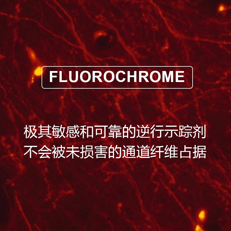 Fluorochrome公司 Fluoro-Gold 熒光金 現(xiàn)貨~
