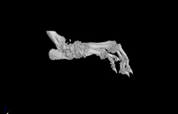 MicroCT掃描檢測(cè)實(shí)驗(yàn)服務(wù)，助力科研~